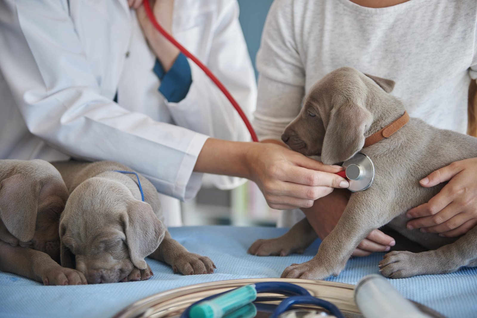 vet-doing-routine-examination-min